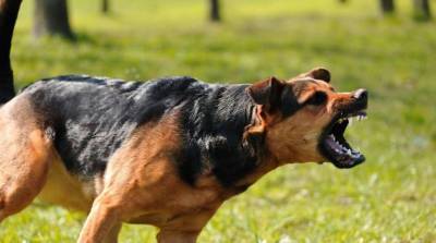 Причины агрессии у собак и способы ее предотвращения? - skuke.net