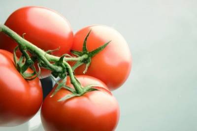 В иранских томатах специалисты Россельхознадзора обнаружили тобамовирус - aif.ru - Иран - Россельхознадзор