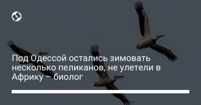 Иван Русев - Под Одессой остались зимовать несколько пеликанов, не улетели в Африку – биолог - liga.net - Одесса