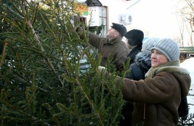 Андрей Малеванный - В Госэкоинспекции объяснили, как выявить незаконную продажу новогодних деревьев - ukrainianwall.com - Украина