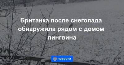 Екатерина Гура - Британка после снегопада обнаружила рядом с домом пингвина - news.mail.ru - Англия