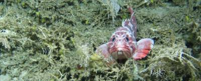 В Атлантическом океане нашли множество новых видов животных - techno.bigmir.net