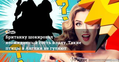 Британку шокировал неожиданный гость в саду. Такие птицы в Англии не гуляют - ridus.ru - Англия