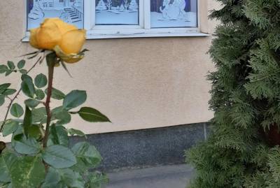 В Ровно перед Новым годом расцвели груша и роза - kp.ua - Украина - Ровно