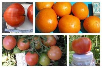 Сорта томатов: выбираем нужный размер - skuke.net