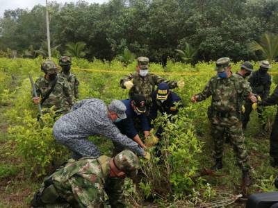 Пабло Эскобар - В Колумбии за год уничтожили 130 тыс. га плантаций коки – максимум за последние 12 лет - gordonua.com - Колумбия