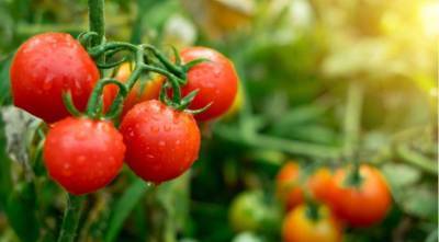Сладкие помидорки в теплице при любой погоде - 5 секретов урожая - skuke.net