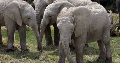 Из-за засухи Намибия выставит на аукцион почти две сотни слонов - tsn.ua - Украина - Намибия