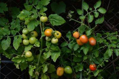 Как вырастить помидоры в огороде: советы для новичков - skuke.net