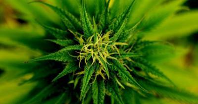 За пару шагов до легализации марихуаны: в США Палата представителей поддержала употребление каннабиса - tsn.ua - США - Украина - Мексика