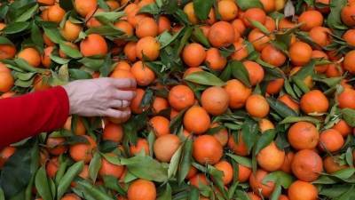 Екатерина Бурляева - Новогодняя диета: врач рассказал, как есть мандарины, чтобы похудеть - 5-tv.ru