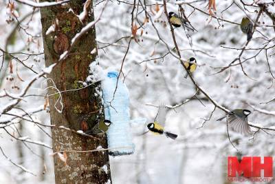 Только не хлебом! Рассказываем, чем можно подкармливать птиц зимой - grodnonews.by - Минск