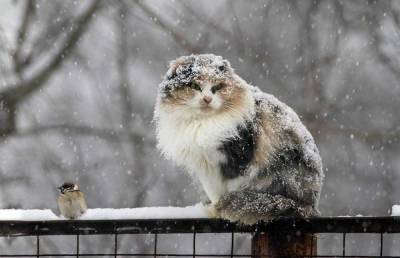 6 декабря в Ленобласти ожидаются мокрый снег и гололедица - ivbg.ru - Украина - Ленинградская обл.