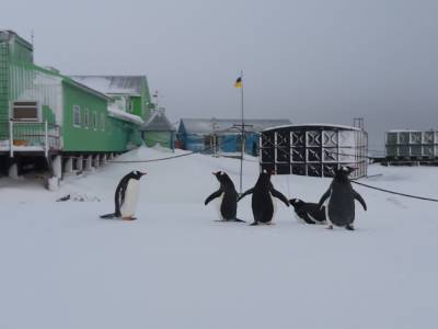 Стартовал конкурс поздравлений полярникам от школьников: как принять участие и получить приз - 24tv.ua - Антарктида
