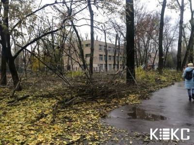Одесские коммунальщики уродливо обкорнали деревья возле школы на Варненской (фото) - odessa-life.od.ua - Украина - Одесса