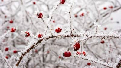 Прогноз погоды на 6 декабря: морозы держатся на севере и в центре Казахстана - informburo.kz - Казахстан - Алма-Ата - Шымкент - Актобе - Актау - Атырау