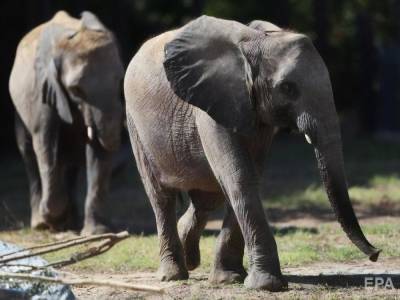 Из-за засухи Намибия продаст с аукциона 170 диких слонов - gordonua.com - Намибия