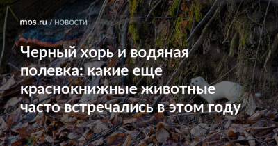 Черный хорь и водяная полевка: какие еще краснокнижные животные часто встречались в этом году - mos.ru - Москва