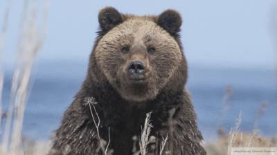 Американец спас свою собаку от огромного дикого медведя - politros.com - Москва - шт. Калифорния - Нападение