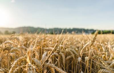 Исследователи вывели пшеницу с крупными зернами - agroportal.ua - Украина
