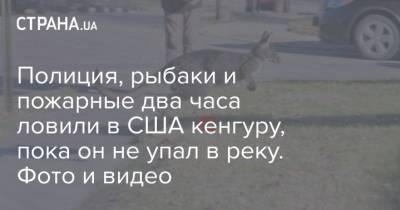 Полиция, рыбаки и пожарные два часа ловили в США кенгуру, пока он не упал в реку. Фото и видео - strana.ua - США - Украина - Перу