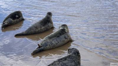 Китайские сети могли погубить десятки тюленей в Дагестане - newinform.com - респ. Дагестан