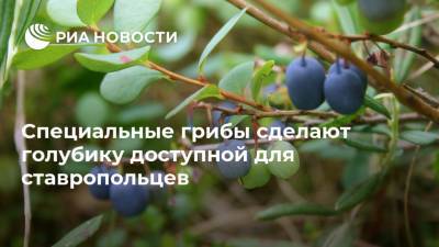 Специальные грибы сделают голубику доступной для ставропольцев - ria.ru - Москва - Ставрополье
