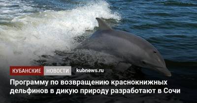 Программу по возвращению краснокнижных дельфинов в дикую природу разработают в Сочи - kubnews.ru - Сочи
