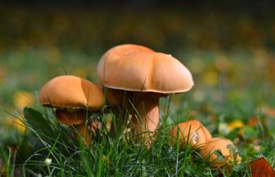 Двое мужчин отравились грибами и умерли в Добрушском районе - ont.by - Светлый - район Добрушский