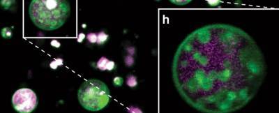 Ученые обнаружили скрытую внутри клеток растений неожиданную структуру - techno.bigmir.net