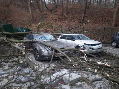 Поваленные деревья и разбитые машины: последствия урагана во Львове – фото - 24tv.ua - Львов