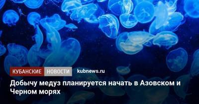 Добычу медуз планируется начать в Азовском и Черном морях - kubnews.ru - Крым - Краснодарский край - Ростовская обл. - Черное Море - Азовское Море