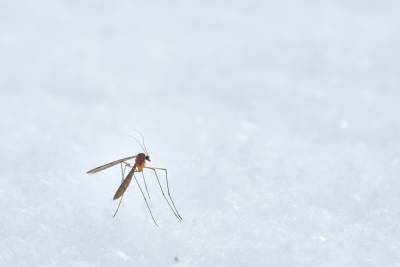 Ловушка для кровопийц: украинцы разработали технологию против комаров – фото, как работает - 24tv.ua - США