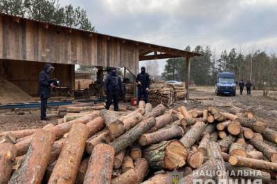 Паллеты, древесина и пульты управления: На Волыни проводят массовые обыски по незаконной порубке леса - vkcyprus.com