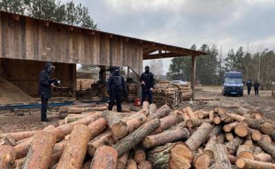 Незаконная порубка леса: на Волыни проводят масштабные обыски – фото, видео - news.24tv.ua - Волынская обл.