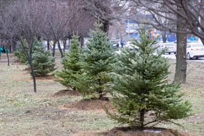 В Ростове с начала года высадили 6 тысяч деревьев и 15 тысяч кустарников - dontr.ru - р-н Советский