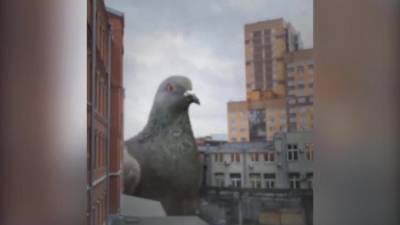 В Петербург в декабре прилетели огромные голуби - piter.tv - Санкт-Петербург