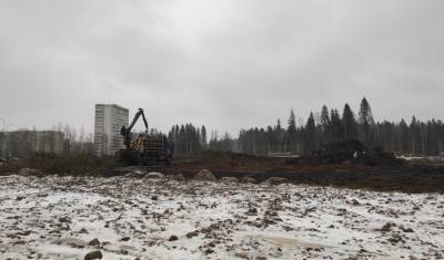 Сквер Петрозаводска лишился лесной зоны за одну ночь - newizv.ru - Петрозаводск
