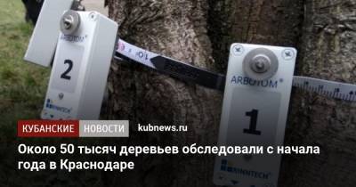 Около 50 тысяч деревьев обследовали с начала года в Краснодаре - kubnews.ru - Краснодар