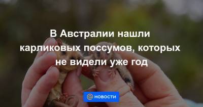 В Австралии нашли карликовых поссумов, которых не видели уже год - news.mail.ru - Австралия