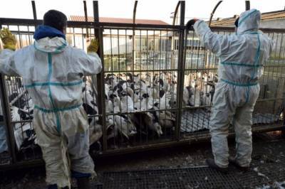 Птичий грипп вернулся во Францию: подтверждена первая вспышка - agroportal.ua - Франция