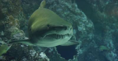 В Египте после нападения акулы на украинцев хищник порвал еще одну туристку - tsn.ua - Египет - Нападение