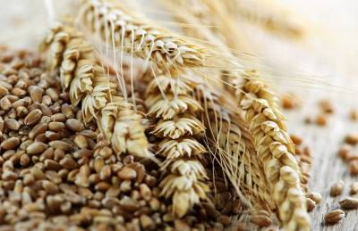 Иванна Панасюк - Эксперт: Экспорт украинской пшеницы резко уменьшился - agroportal.ua