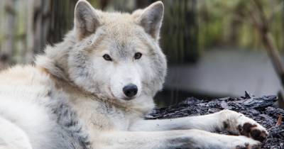 В Польше волки стали появляться вблизи жилых домов и нападать на собак - klops.ru - Познань