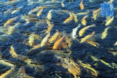 В Дагестане произведено более 8 тысяч тонн рыбы - mirmol.ru - респ. Дагестан - Приморье край - Мурманская обл. - окр.Сзфо