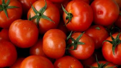Россельхознадзор обеспокоен поставками заражённых томатов из Турции - russian.rt.com - Турция - провинция Анталья