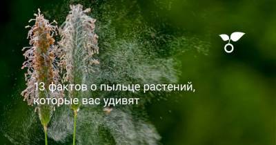 13 фактов о пыльце растений, которые вас удивят - skuke.net