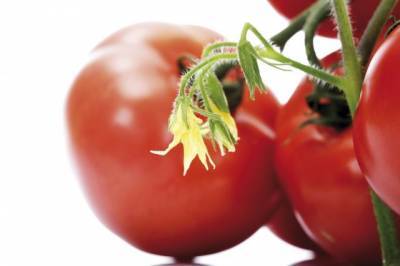 Источник: запрет импорта томатов в Россию стал неожиданным для Азербайджана - aif.ru - Азербайджан