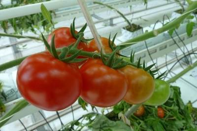 В РФ могут запретить ввоз растительной продукции из двух турецких провинций - aif.ru - Азербайджан - Turkey - провинция Анталья - Россельхознадзор