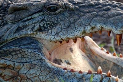Крокодил убил фермера возле ритуального сооружения для умерших - lenta.ru - India
